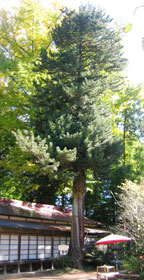 tougou